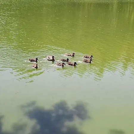 シャレー La Perle De L'etang - Deconnexion Totale