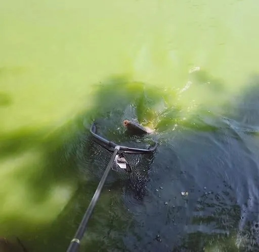 La Perle De L'étang - Déconnexion Totale Chalet